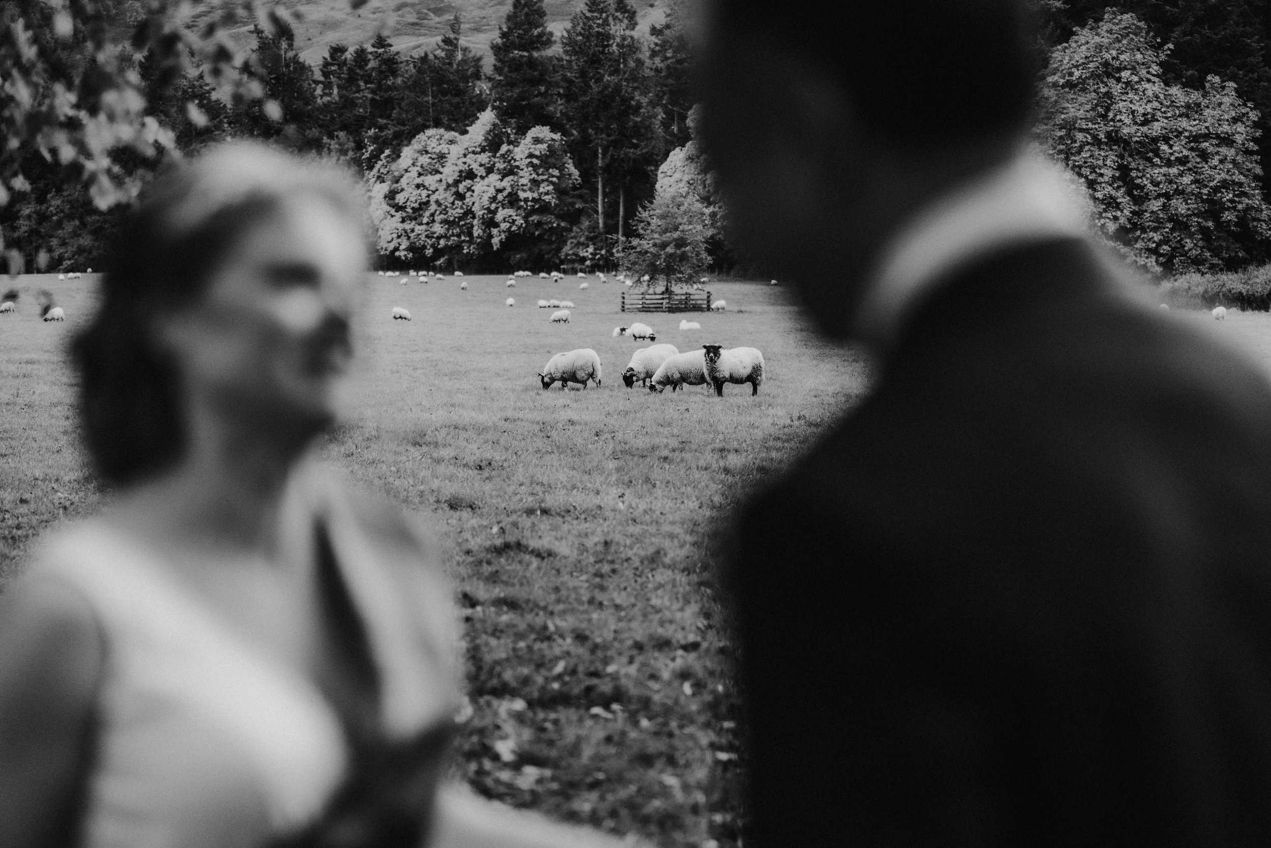 Blurry bride and groom frame grazing sheep in a field with trees beyond.