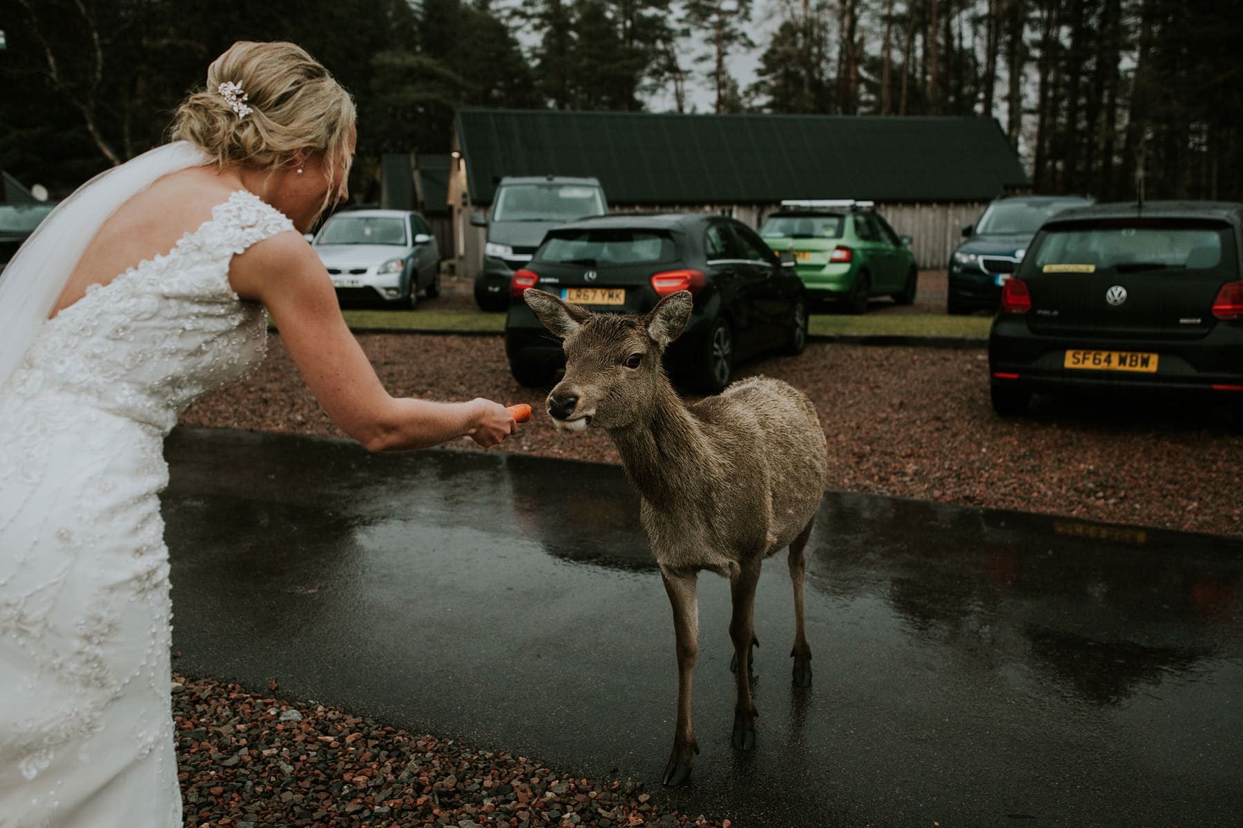 Feeding deer at The Kingshouse Hotel